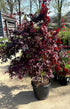 Japanese Maple Bloodgood